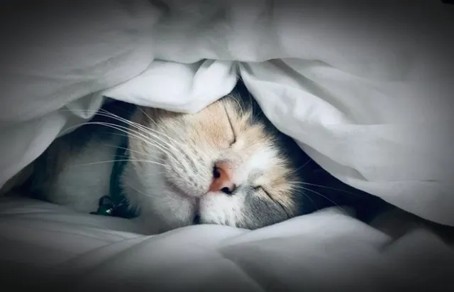 Kiểm tra các cài đặt Power Management