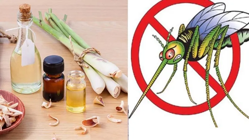 Ứng dụng tinh dầu sả java trong việc bảo vệ gia đình khỏi muỗi